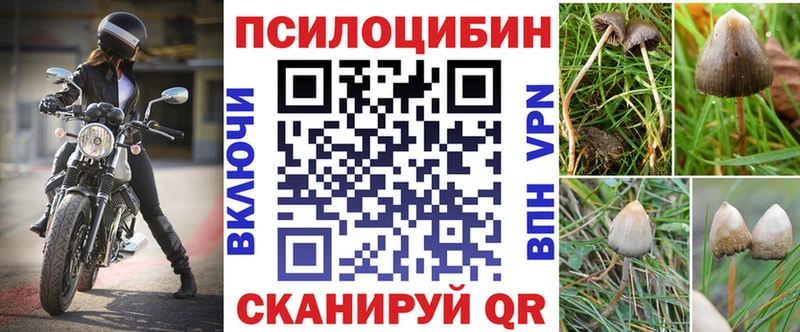 Галлюциногенные грибы Psilocybe Ефремов